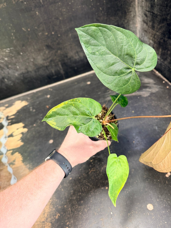 Handpicked 68 - Anthurium Queen Of Hearts - 100mm Pot | Uprooted