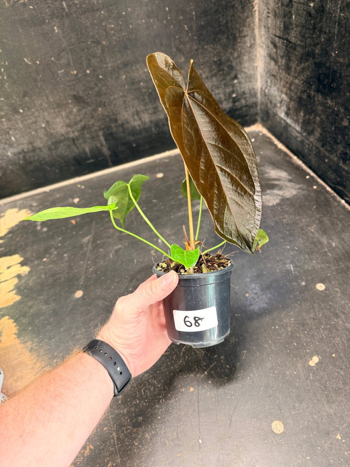 Handpicked 68 - Anthurium Queen Of Hearts - 100mm Pot | Uprooted