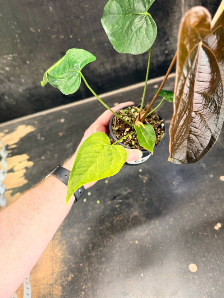 Handpicked 68 - Anthurium Queen Of Hearts - 100mm Pot | Uprooted