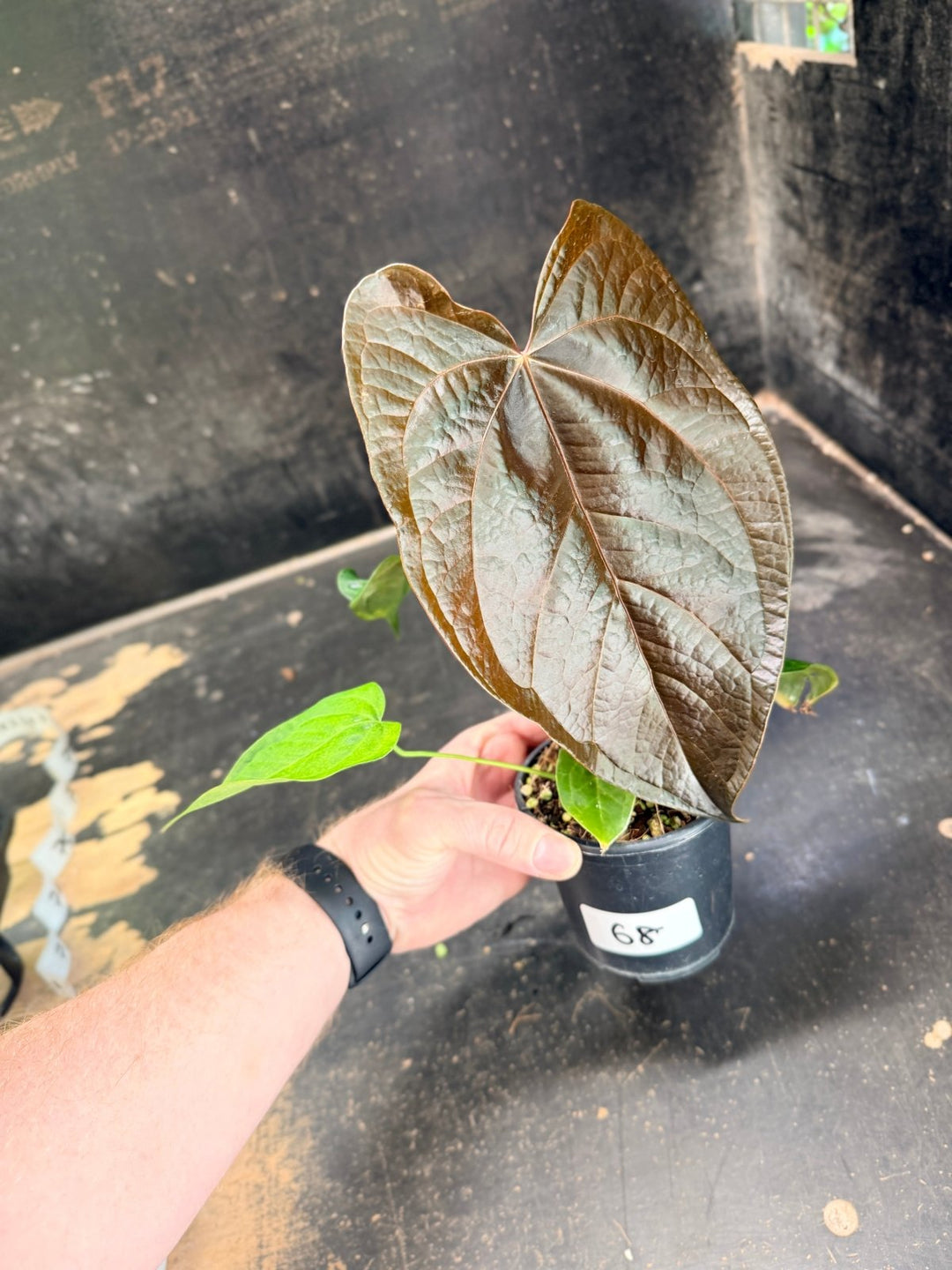 Handpicked 68 - Anthurium Queen Of Hearts - 100mm Pot | Uprooted