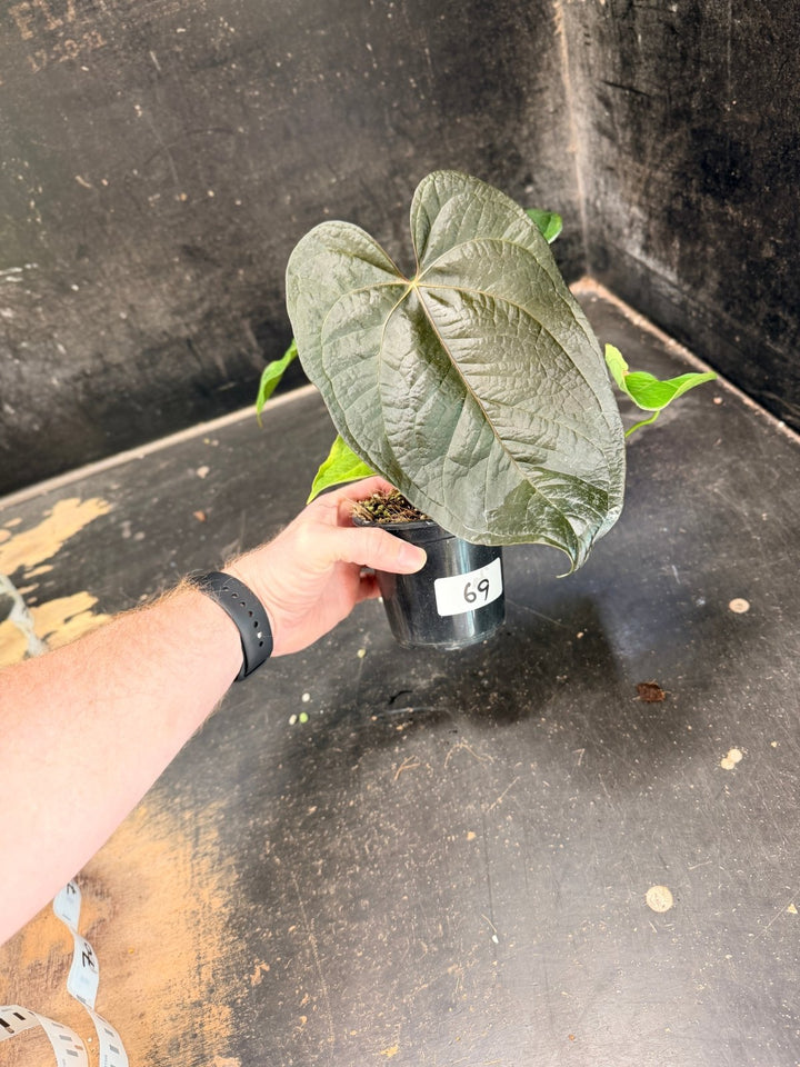 Handpicked 69 - Anthurium Queen Of Hearts - 100mm Pot | Uprooted