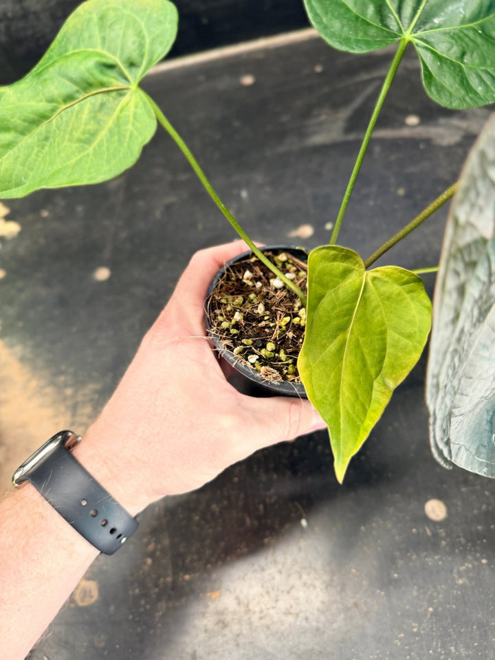 Handpicked 69 - Anthurium Queen Of Hearts - 100mm Pot | Uprooted
