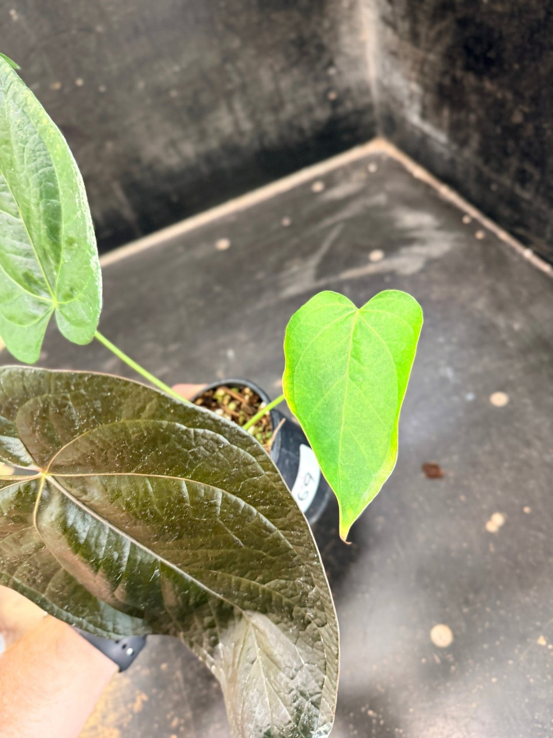 Handpicked 69 - Anthurium Queen Of Hearts - 100mm Pot | Uprooted