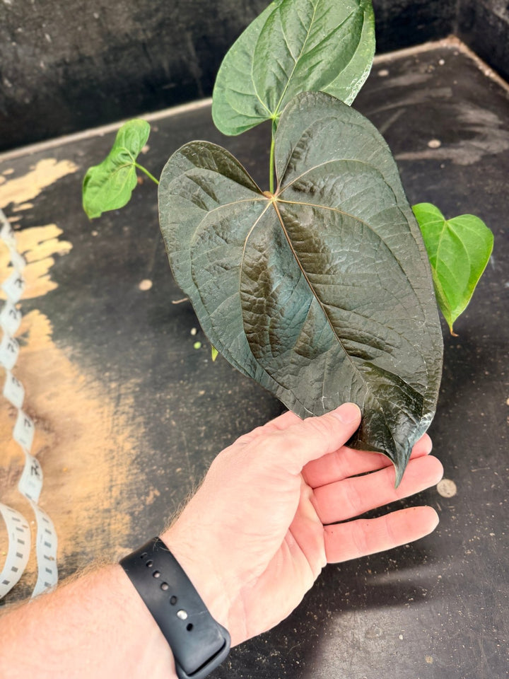Handpicked 69 - Anthurium Queen Of Hearts - 100mm Pot | Uprooted