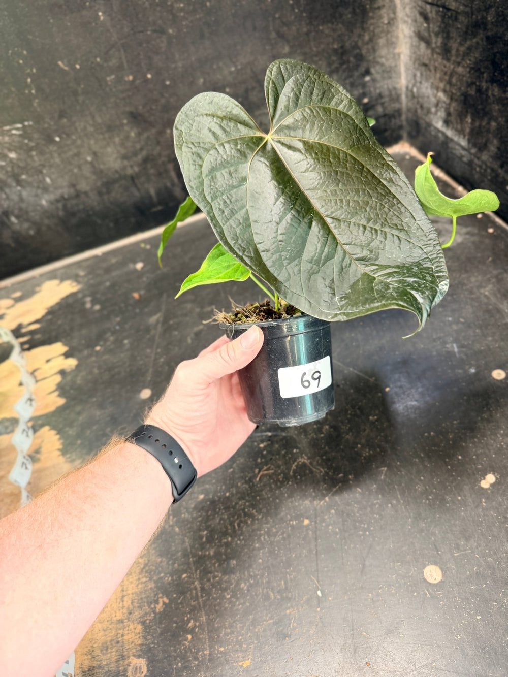 Handpicked 69 - Anthurium Queen Of Hearts - 100mm Pot | Uprooted