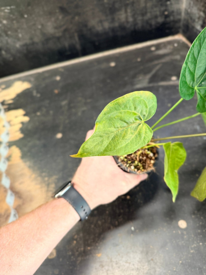 Handpicked 69 - Anthurium Queen Of Hearts - 100mm Pot | Uprooted