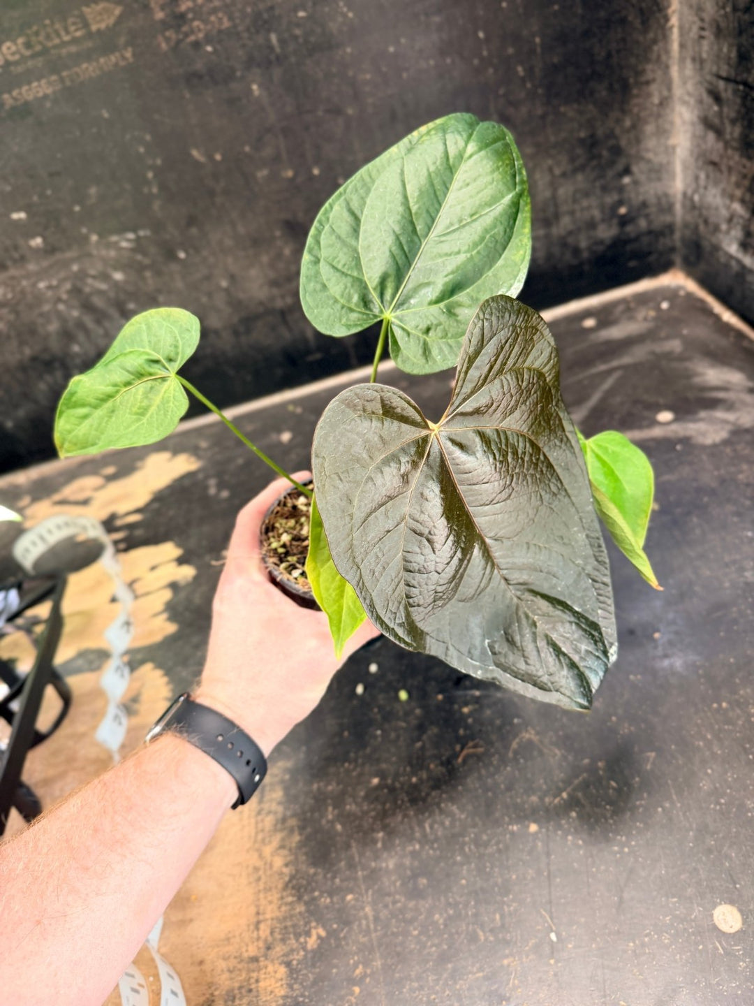 anthurium queen of hearts Handpicked #69 - Anthurium Queen Of Hearts