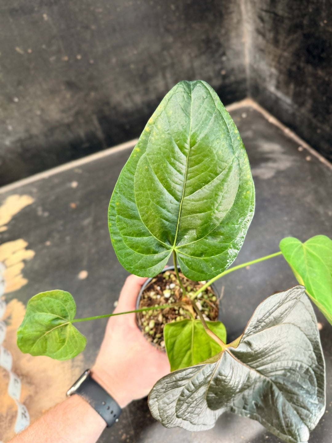 Handpicked 69 - Anthurium Queen Of Hearts - 100mm Pot | Uprooted