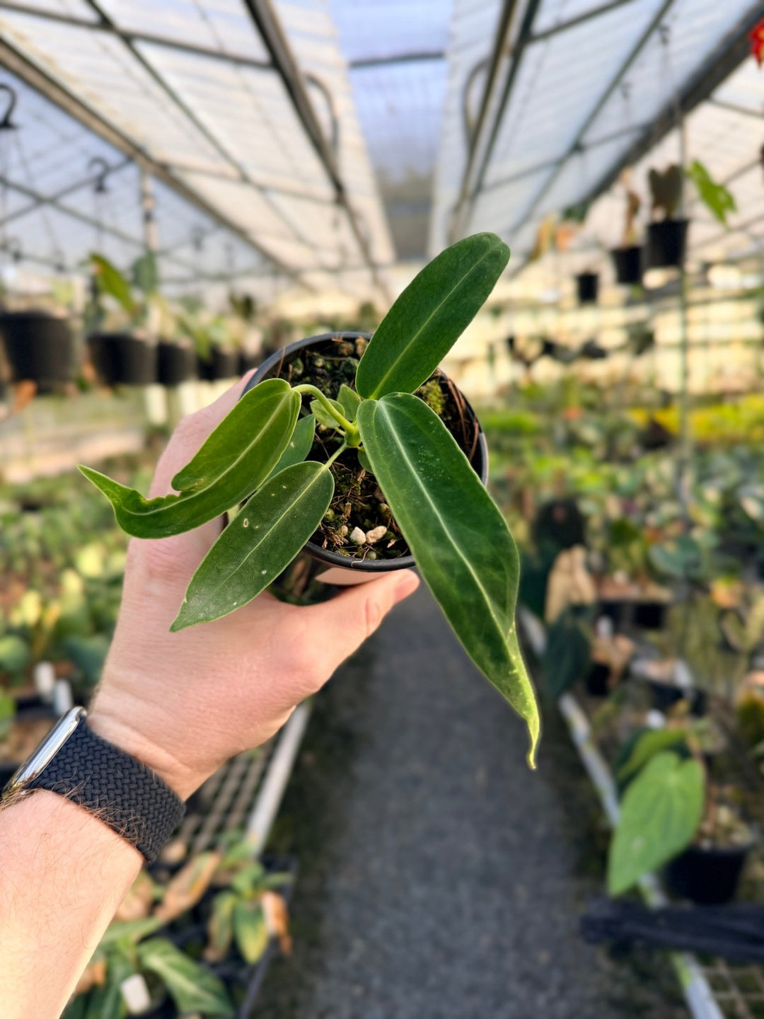 Handpicked 7 - Anthurium Warocqueanum Dark Form | Uprooted