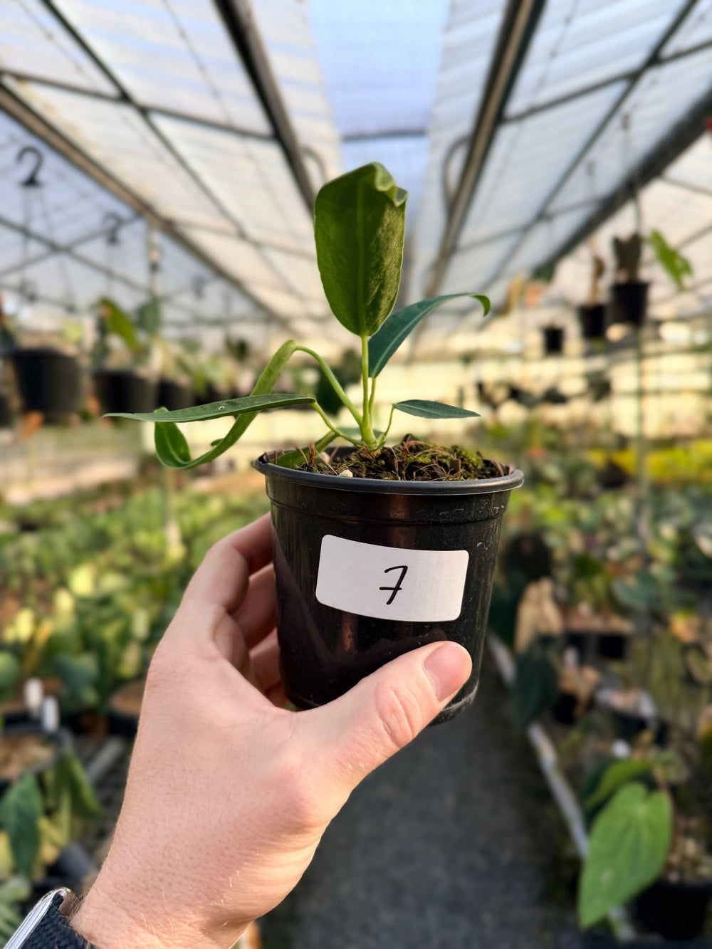 Handpicked 7 - Anthurium Warocqueanum Dark Form | Uprooted