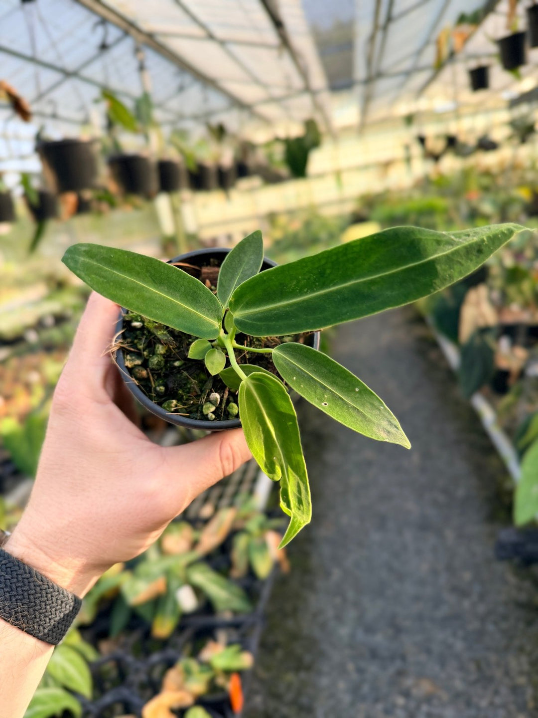 Handpicked 7 - Anthurium Warocqueanum Dark Form | Uprooted