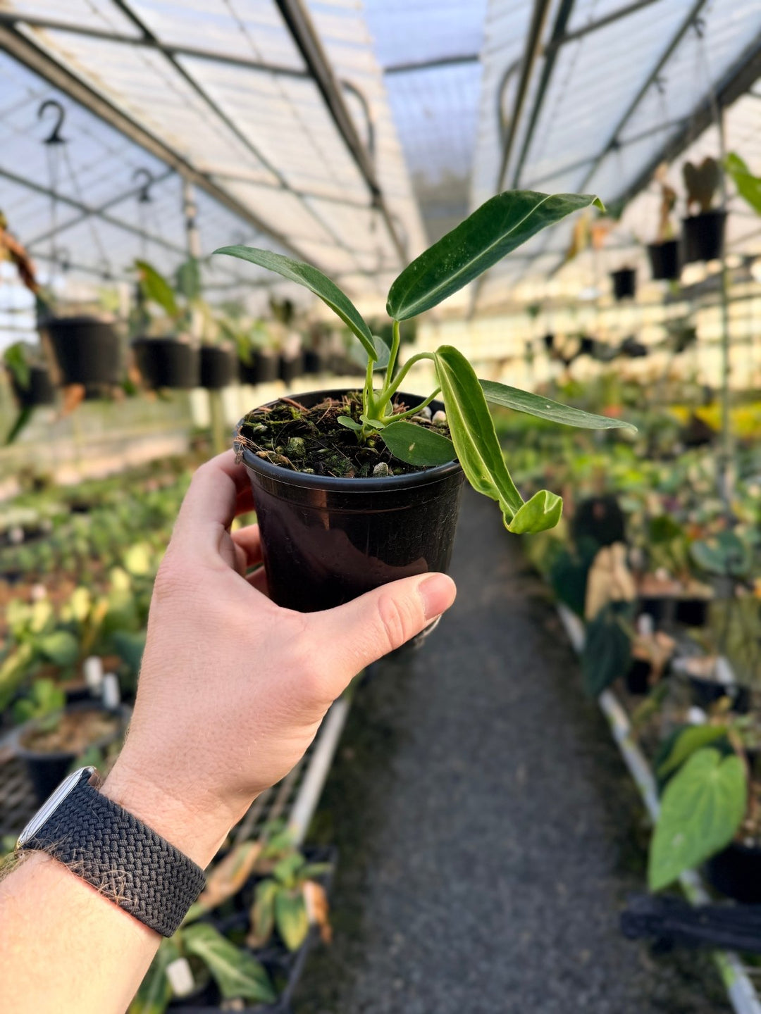 Handpicked 7 - Anthurium Warocqueanum Dark Form | Uprooted