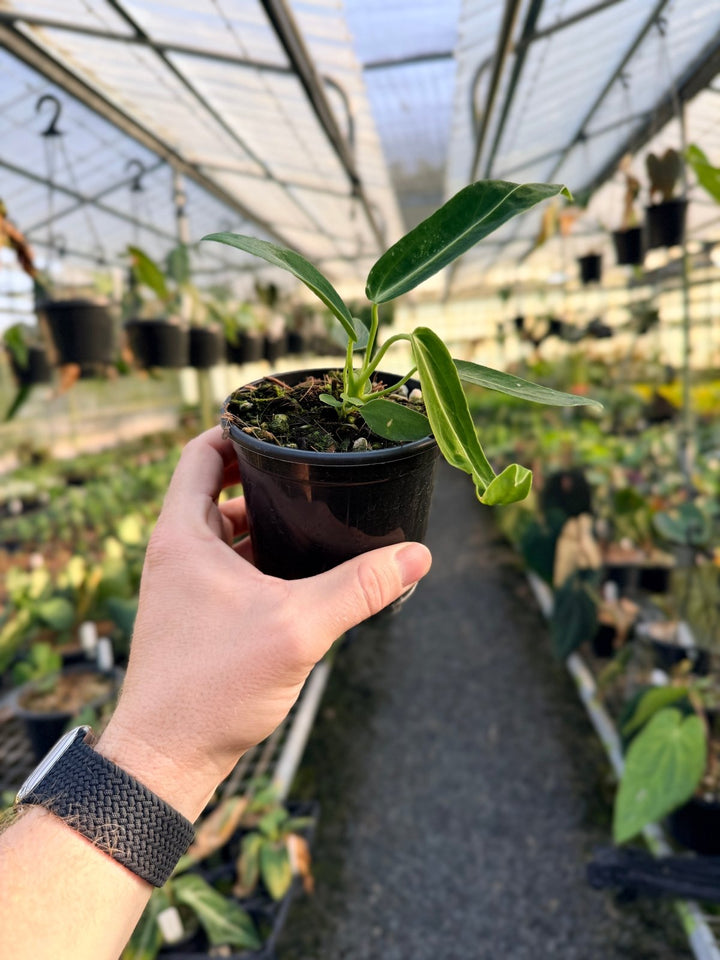 Handpicked 7 - Anthurium Warocqueanum Dark Form | Uprooted