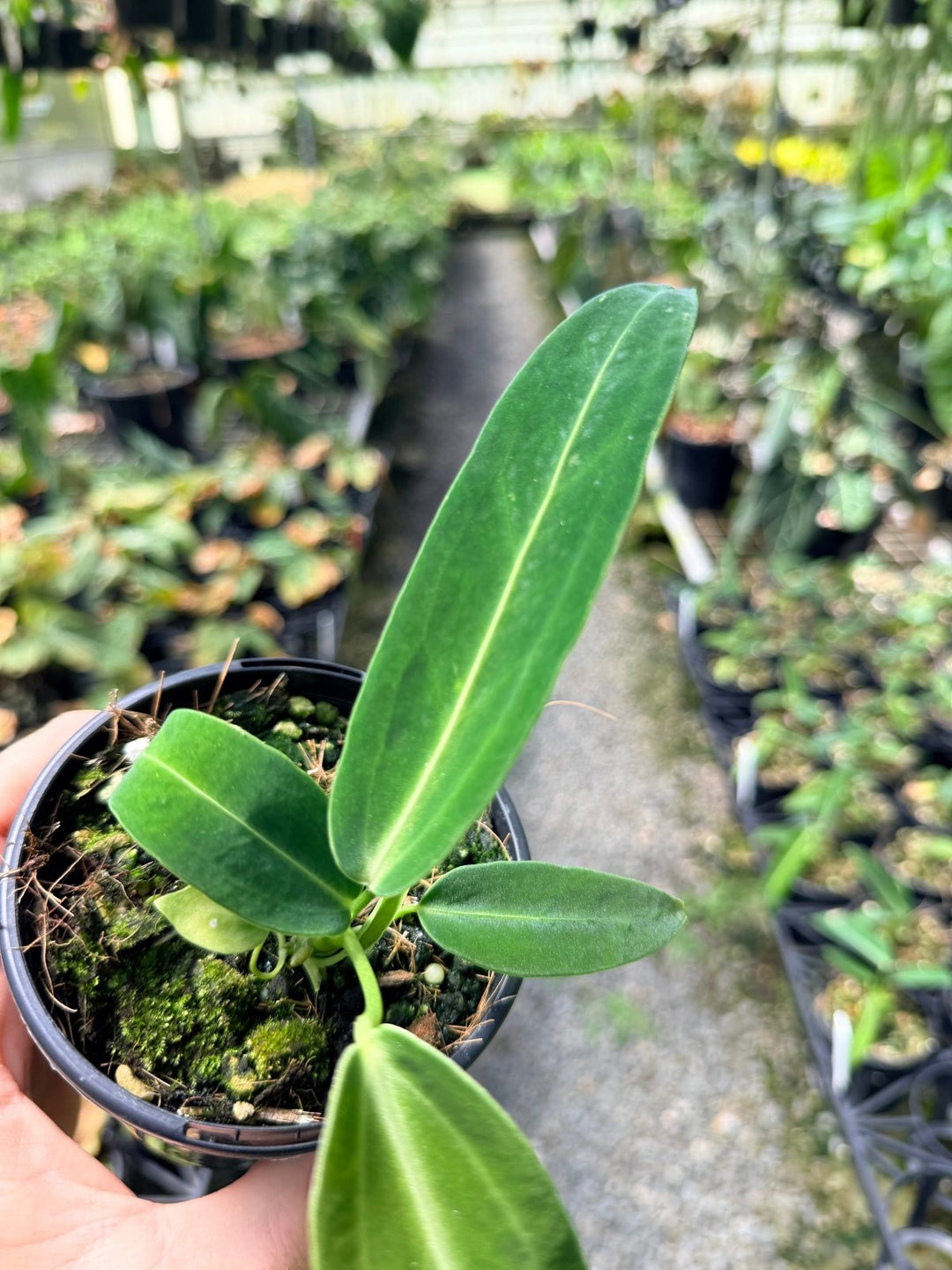Handpicked 7 - Anthurium Warocqueanum Dark Form | Uprooted