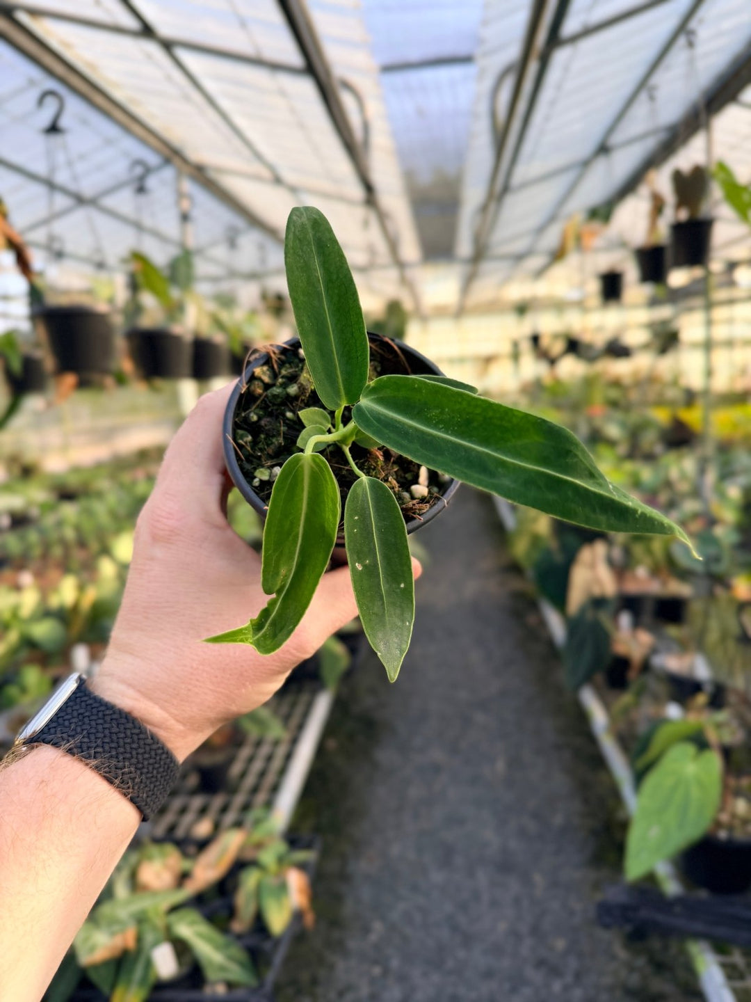 Handpicked 7 - Anthurium Warocqueanum Dark Form | Uprooted