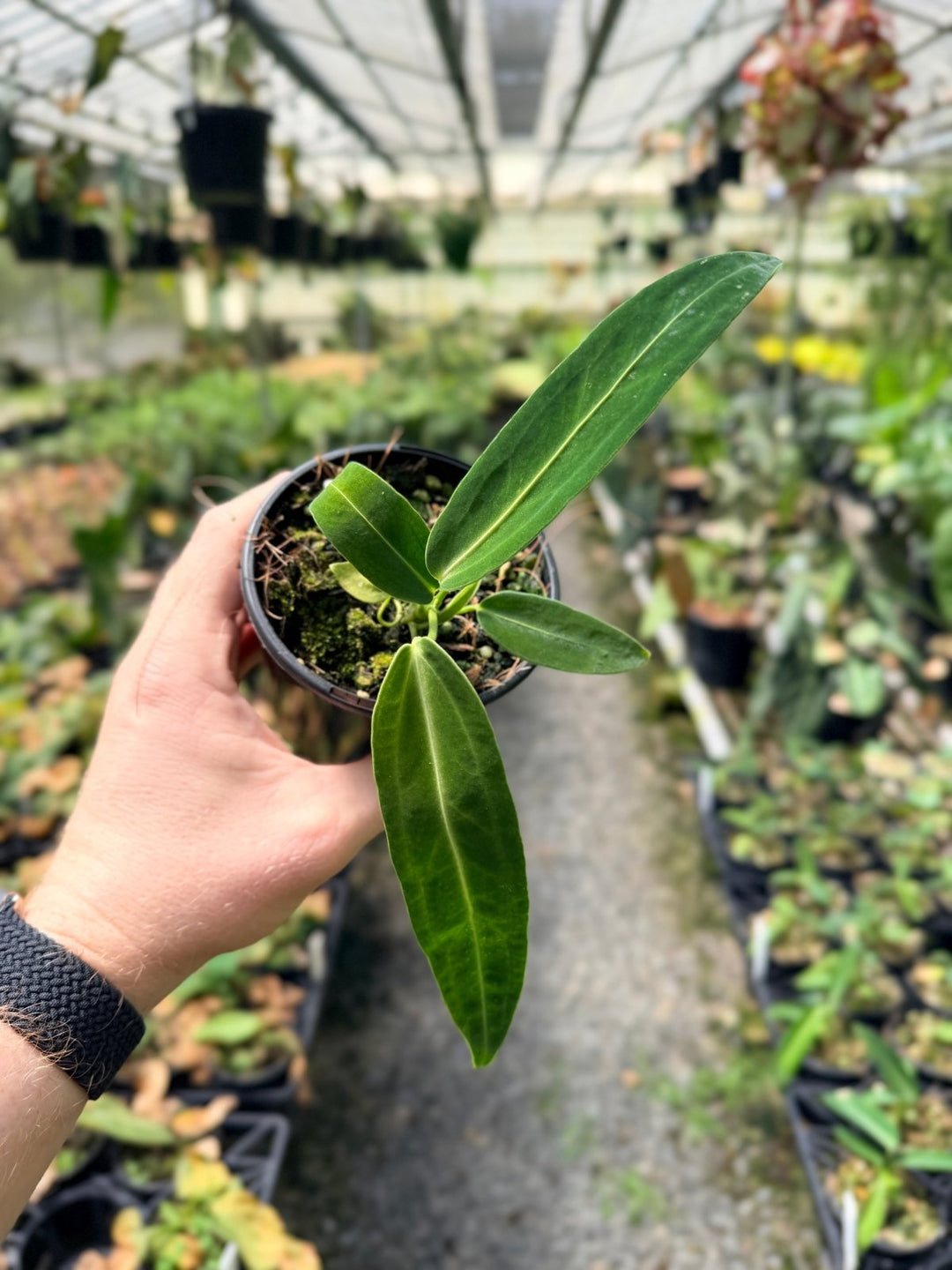 Handpicked 7 - Anthurium Warocqueanum Dark Form | Uprooted