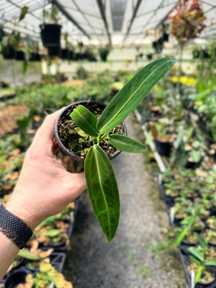 Handpicked 7 - Anthurium Warocqueanum Dark Form | Uprooted