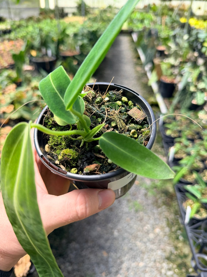Handpicked 7 - Anthurium Warocqueanum Dark Form | Uprooted