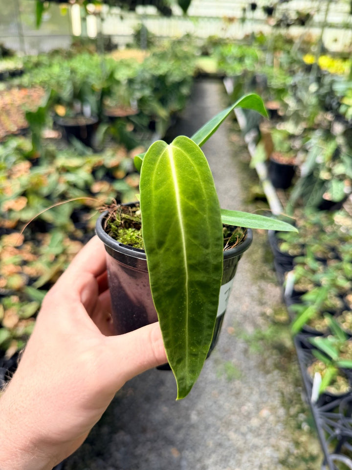 Handpicked 7 - Anthurium Warocqueanum Dark Form | Uprooted