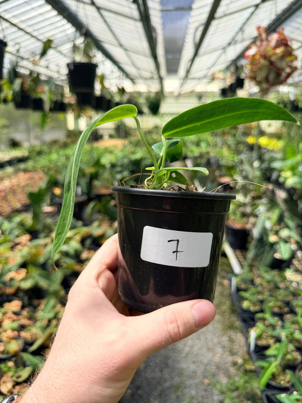 Handpicked 7 - Anthurium Warocqueanum Dark Form | Uprooted