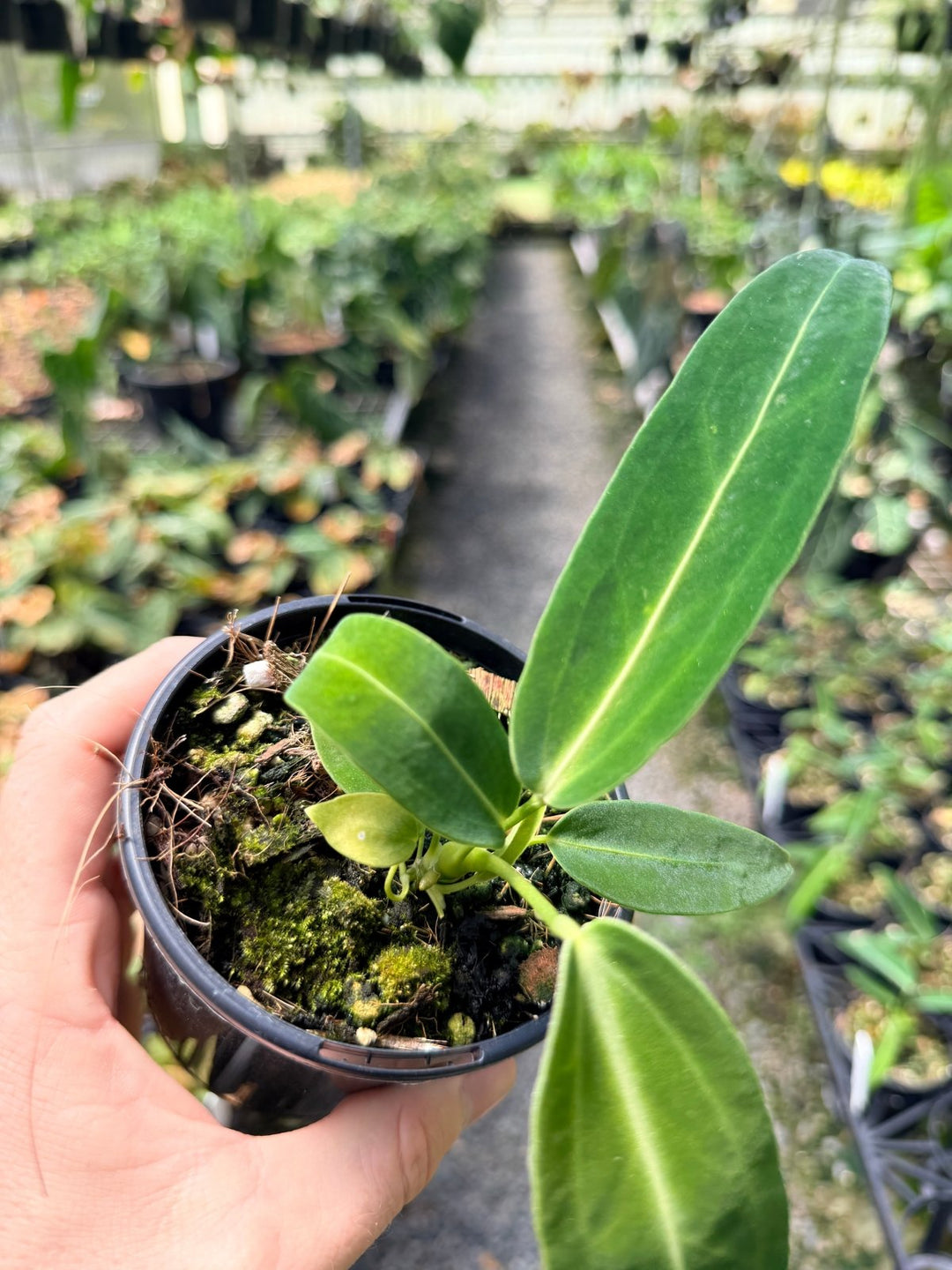 Handpicked 7 - Anthurium Warocqueanum Dark Form | Uprooted