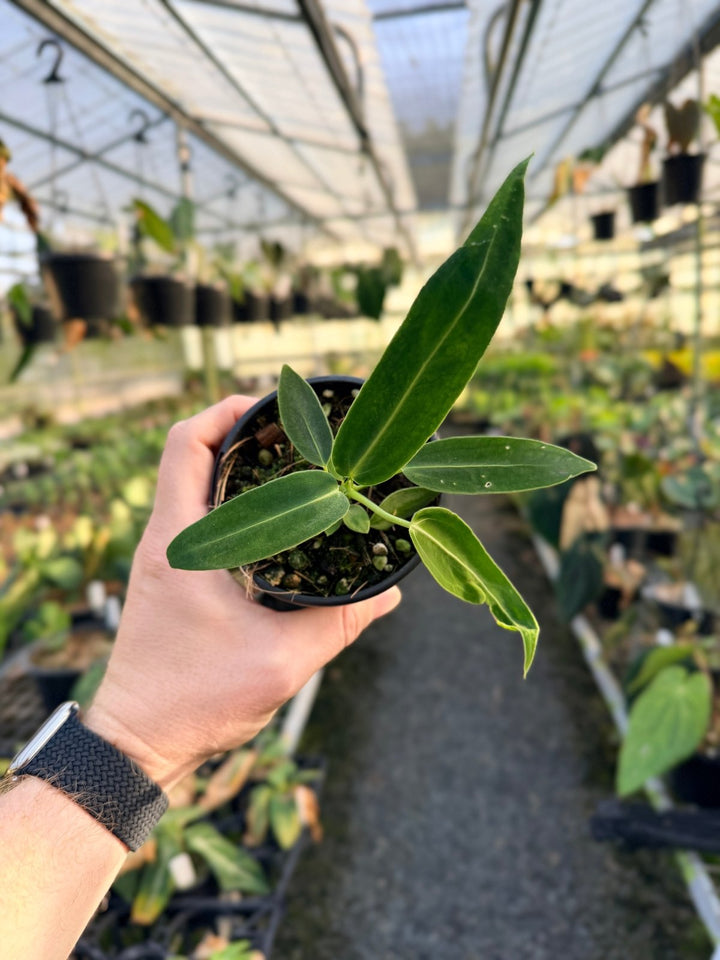 Handpicked 7 - Anthurium Warocqueanum Dark Form | Uprooted