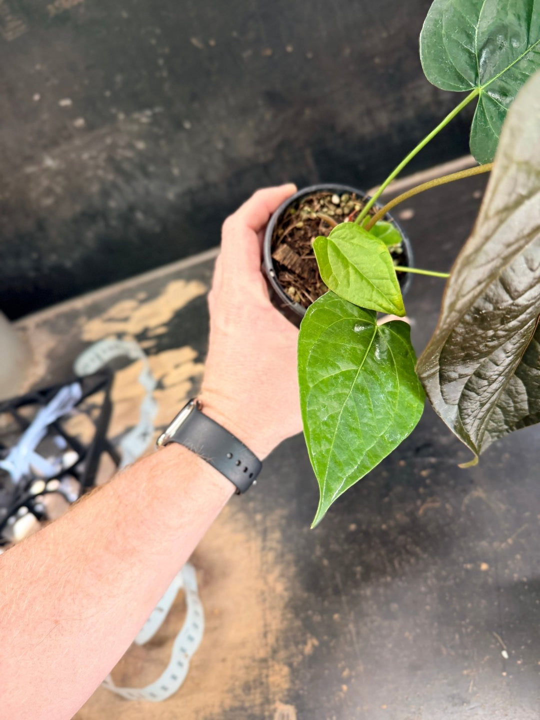 Handpicked 70 - Anthurium Queen Of Hearts - 100mm Pot | Uprooted