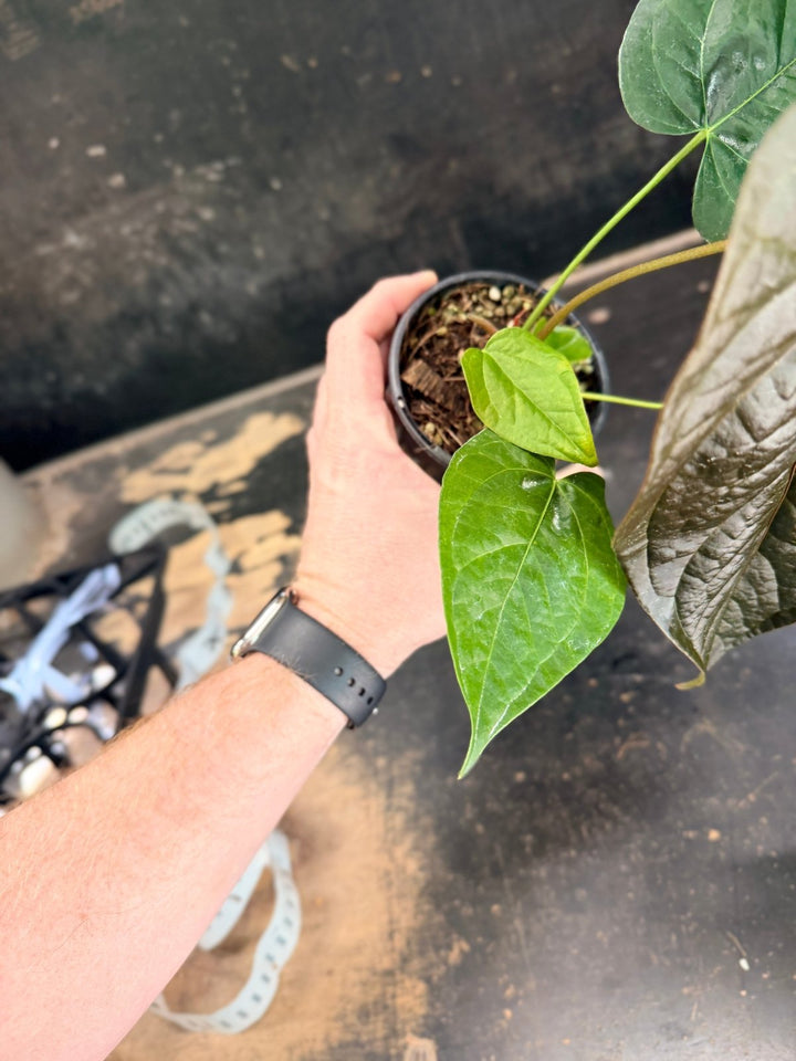 Handpicked 70 - Anthurium Queen Of Hearts - 100mm Pot | Uprooted