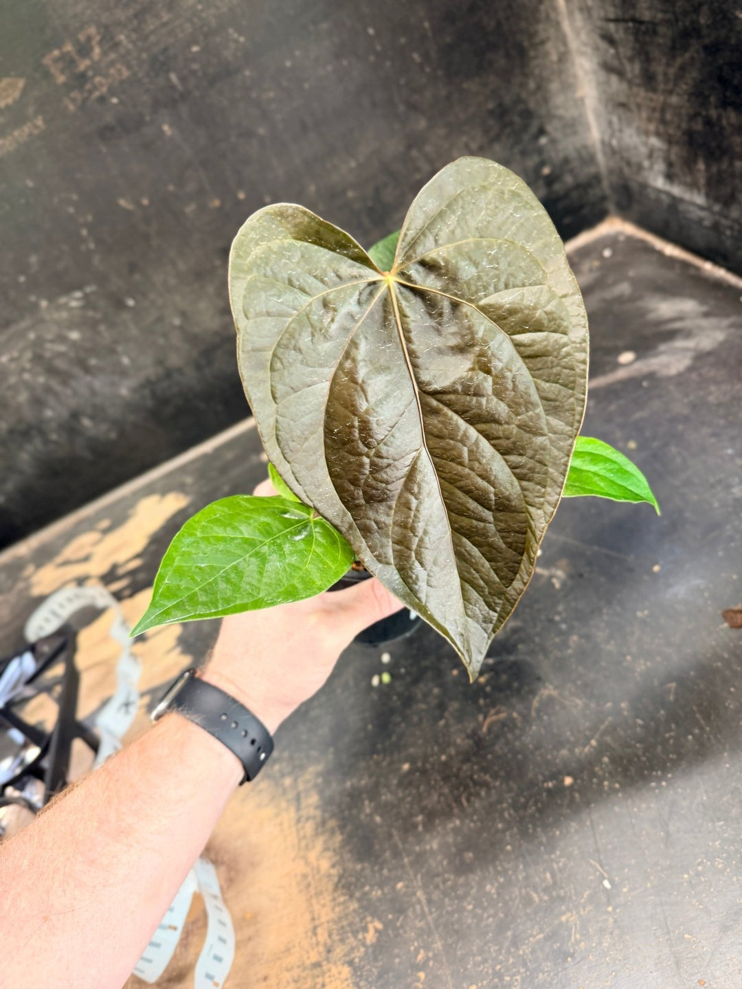 Handpicked 70 - Anthurium Queen Of Hearts - 100mm Pot | Uprooted