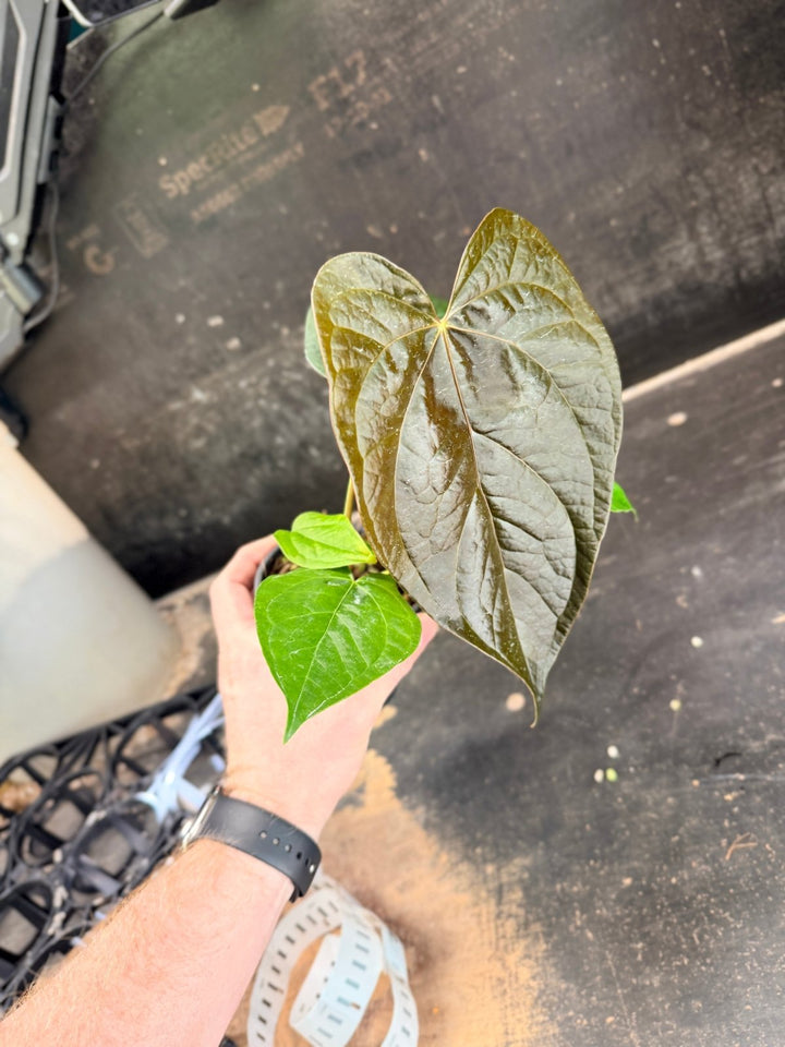 Handpicked 70 - Anthurium Queen Of Hearts - 100mm Pot | Uprooted