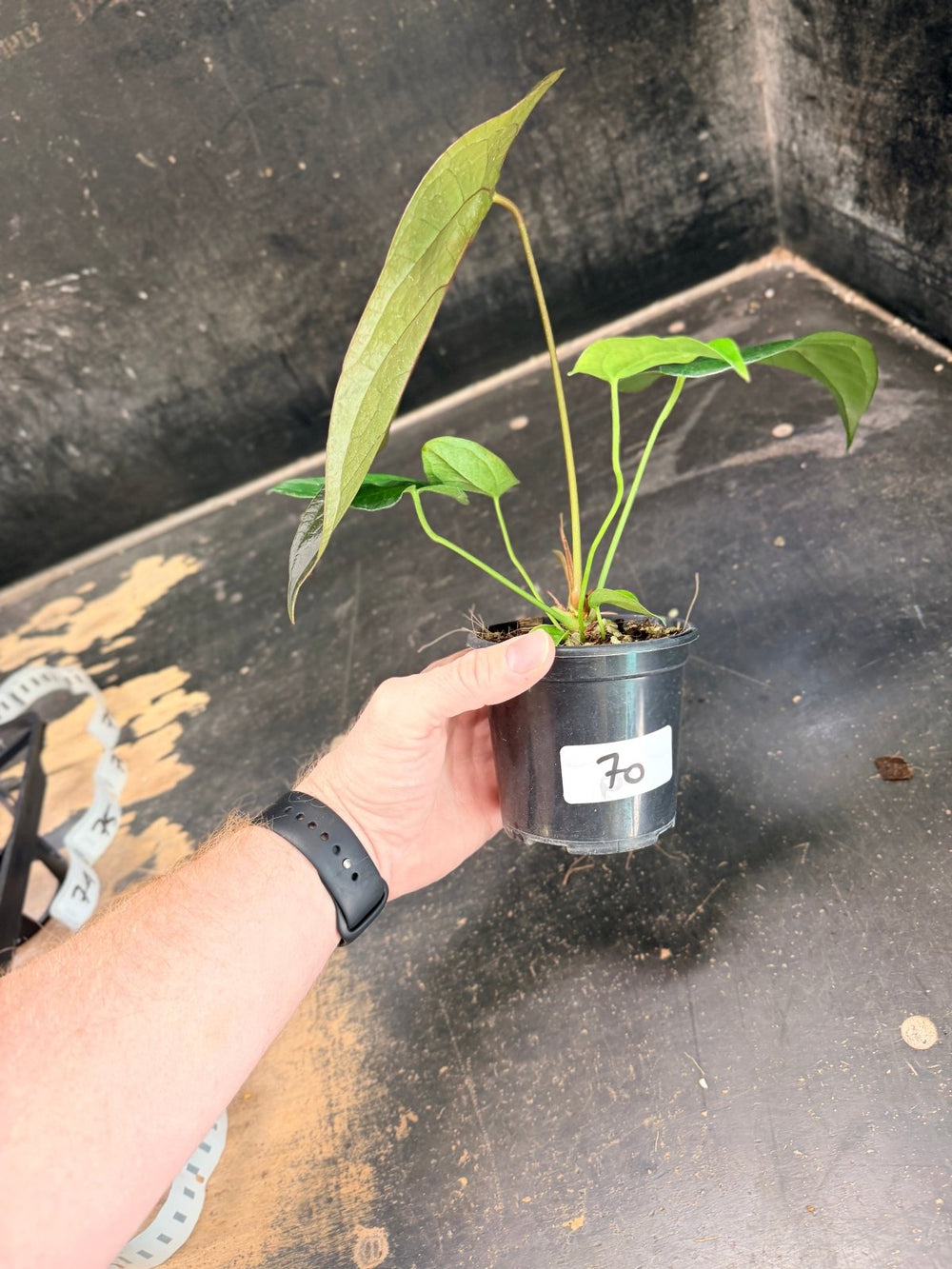 Handpicked 70 - Anthurium Queen Of Hearts - 100mm Pot | Uprooted