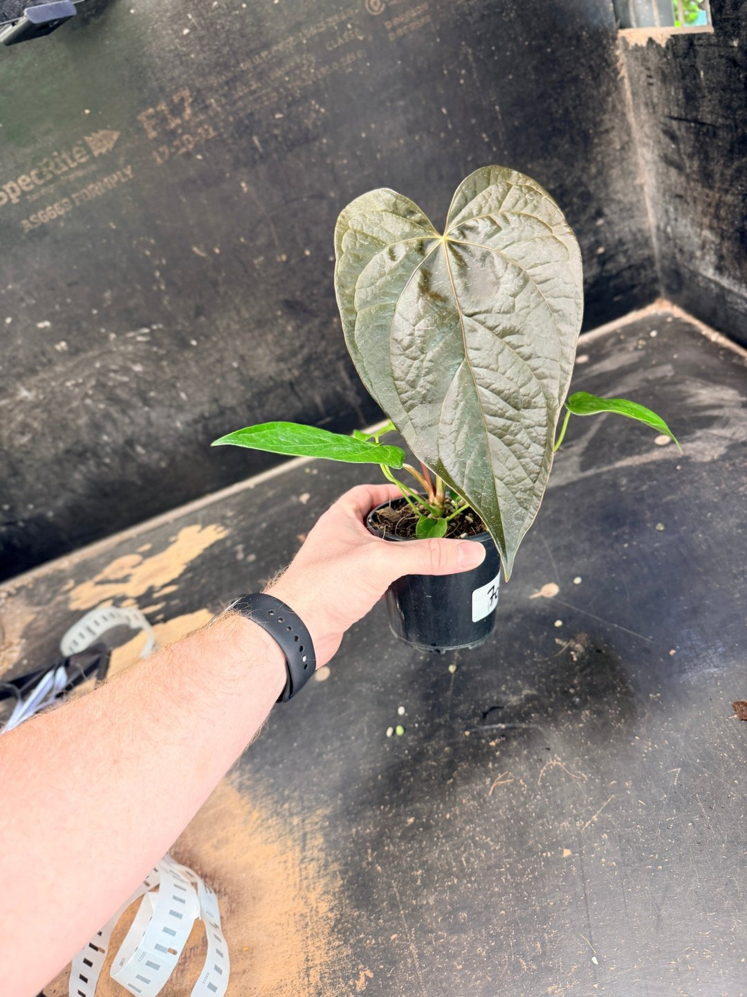Handpicked 70 - Anthurium Queen Of Hearts - 100mm Pot | Uprooted