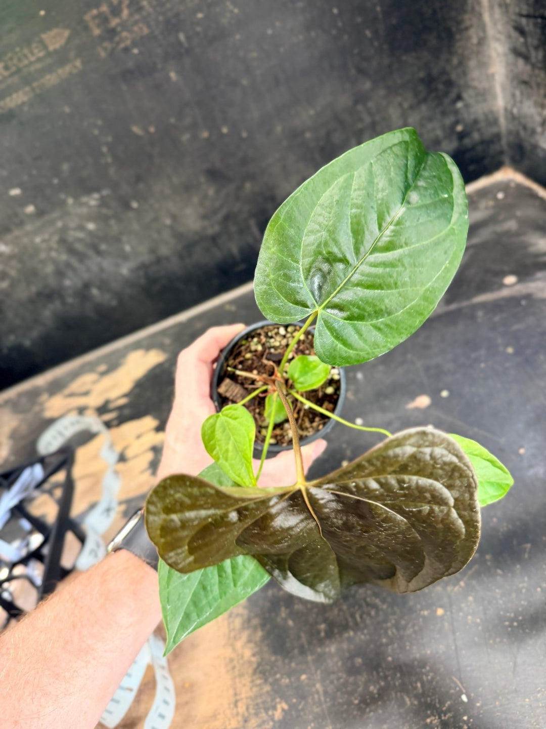 Handpicked 70 - Anthurium Queen Of Hearts - 100mm Pot | Uprooted