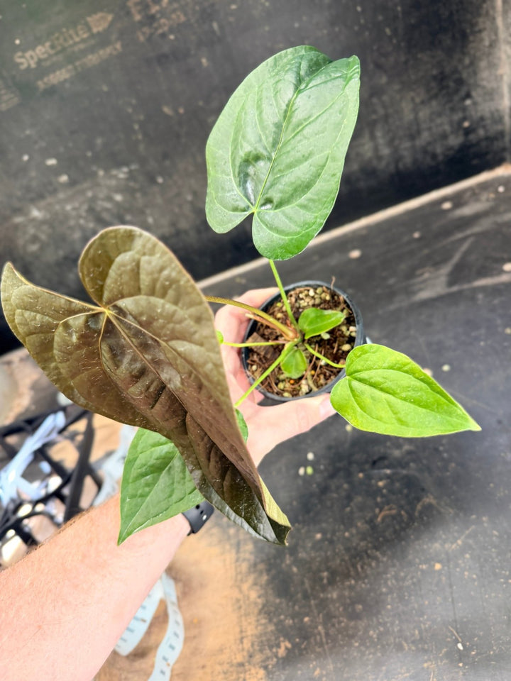 Handpicked 70 - Anthurium Queen Of Hearts - 100mm Pot | Uprooted