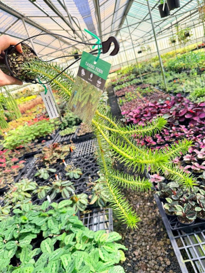 Handpicked 70 - Phlegmariurus Schlechteri [Huperzia Schlechteri] - New Caledonia tassel ** WA Prohibited ** | Uprooted