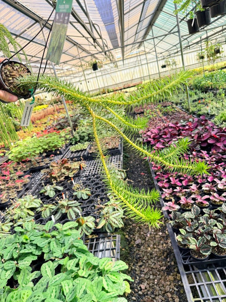 Handpicked 70 - Phlegmariurus Schlechteri [Huperzia Schlechteri] - New Caledonia tassel ** WA Prohibited ** | Uprooted