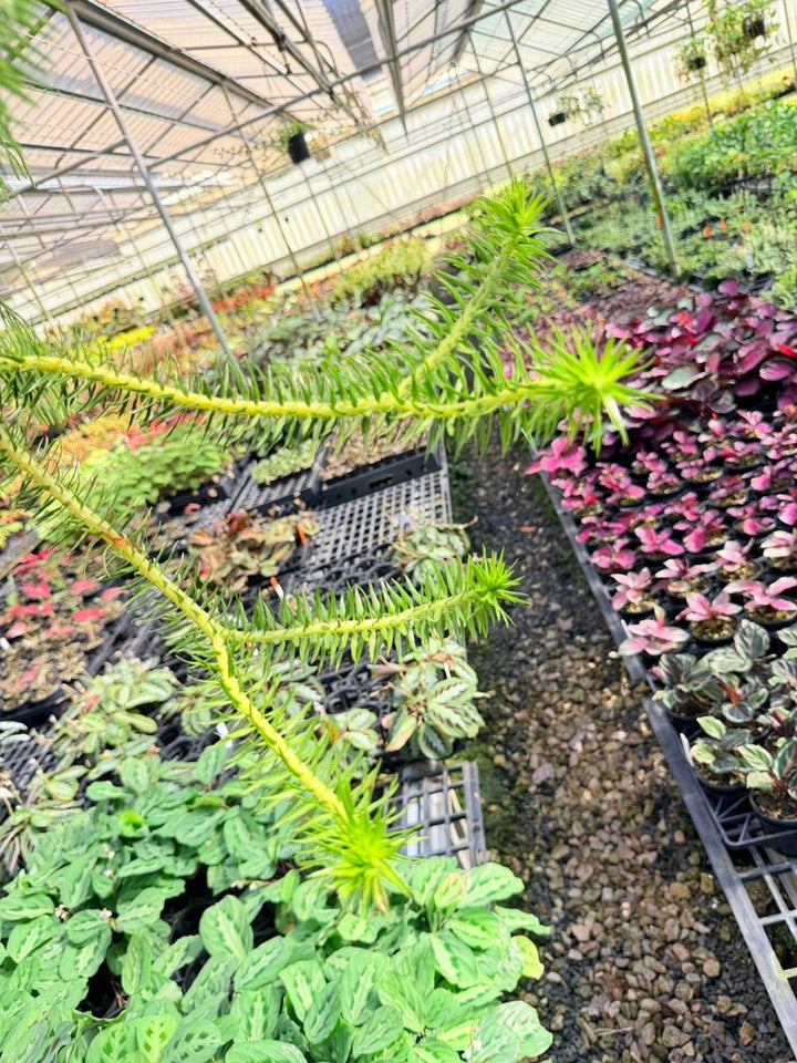 Handpicked 70 - Phlegmariurus Schlechteri [Huperzia Schlechteri] - New Caledonia tassel ** WA Prohibited ** | Uprooted