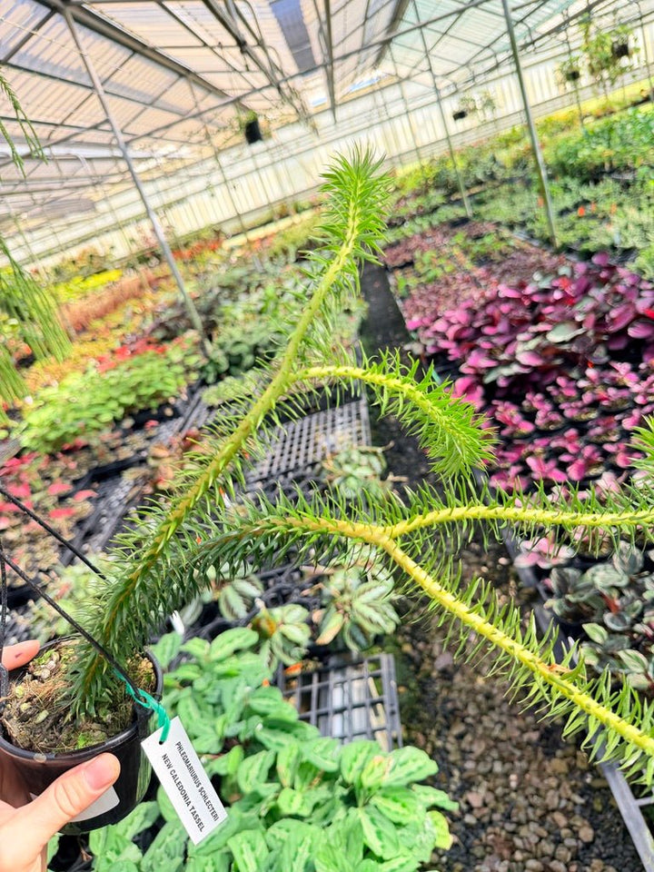 Handpicked 70 - Phlegmariurus Schlechteri [Huperzia Schlechteri] - New Caledonia tassel ** WA Prohibited ** | Uprooted