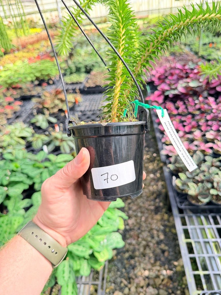 Handpicked 70 - Phlegmariurus Schlechteri [Huperzia Schlechteri] - New Caledonia tassel ** WA Prohibited ** | Uprooted