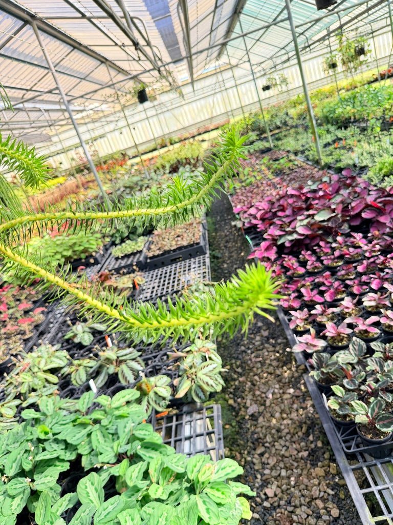 Handpicked 70 - Phlegmariurus Schlechteri [Huperzia Schlechteri] - New Caledonia tassel ** WA Prohibited ** | Uprooted