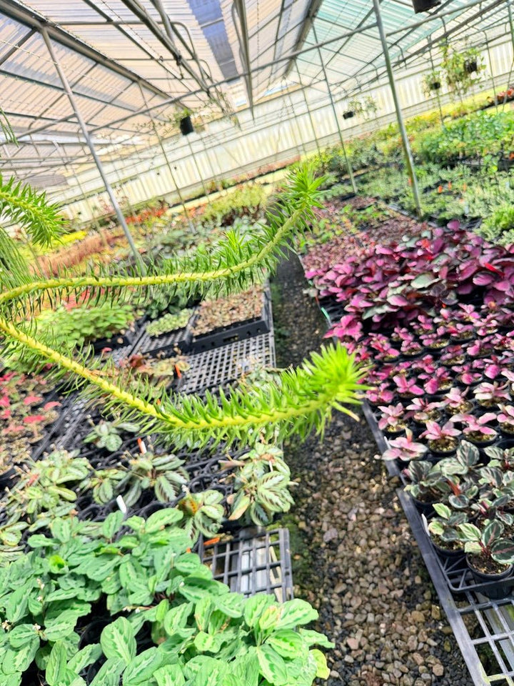 Handpicked 70 - Phlegmariurus Schlechteri [Huperzia Schlechteri] - New Caledonia tassel ** WA Prohibited ** | Uprooted