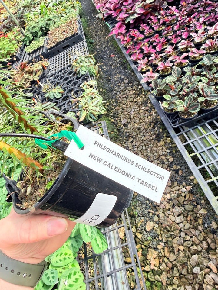 Handpicked 70 - Phlegmariurus Schlechteri [Huperzia Schlechteri] - New Caledonia tassel ** WA Prohibited ** | Uprooted