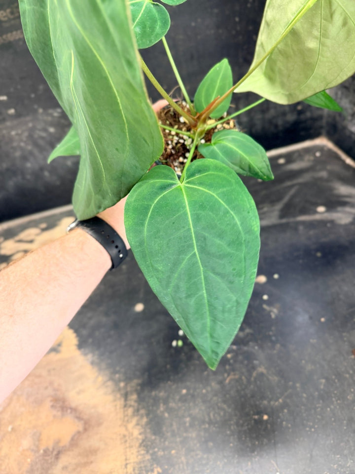 Handpicked 71 - Anthurium Pandurilaminum - 100mm Pot | Uprooted