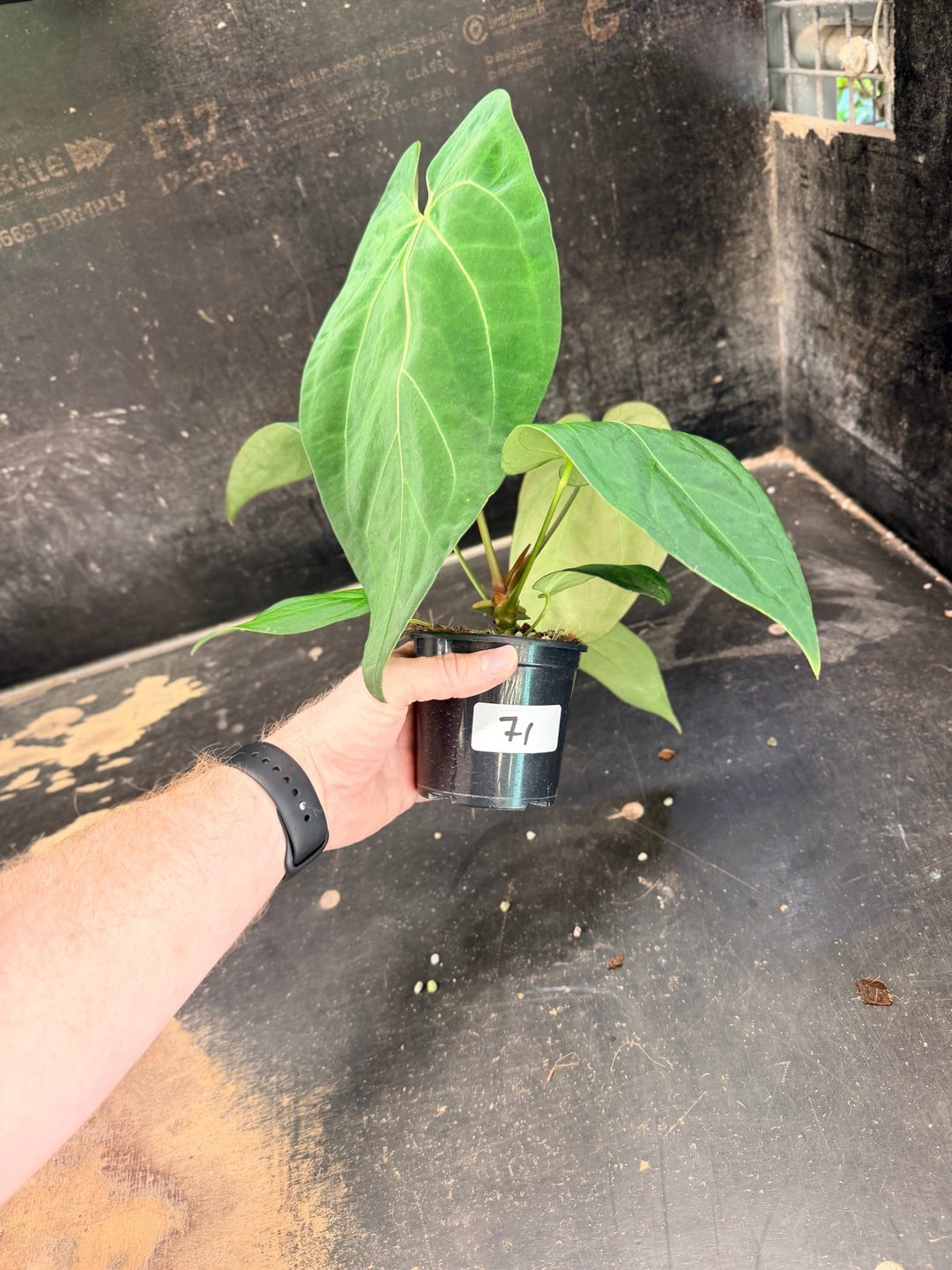 Handpicked 71 - Anthurium Pandurilaminum - 100mm Pot | Uprooted