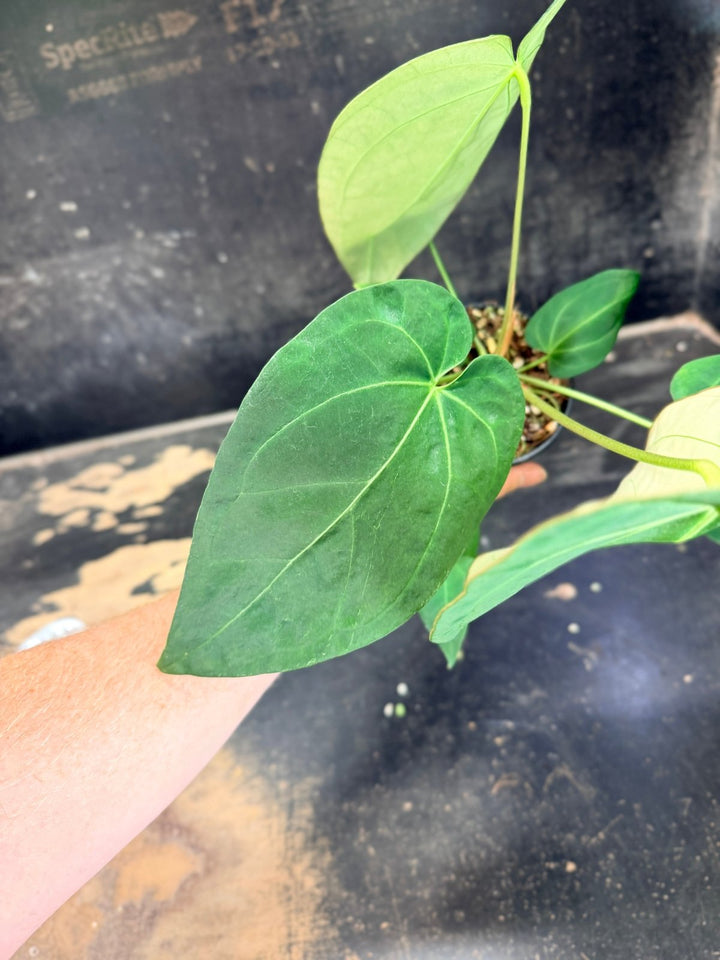 Handpicked 71 - Anthurium Pandurilaminum - 100mm Pot | Uprooted