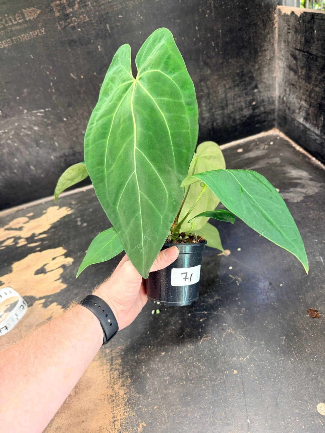 Handpicked 71 - Anthurium Pandurilaminum - 100mm Pot | Uprooted