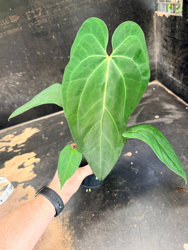 Handpicked 71 - Anthurium Pandurilaminum - 100mm Pot | Uprooted