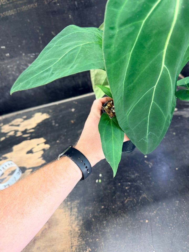 Handpicked 71 - Anthurium Pandurilaminum - 100mm Pot | Uprooted
