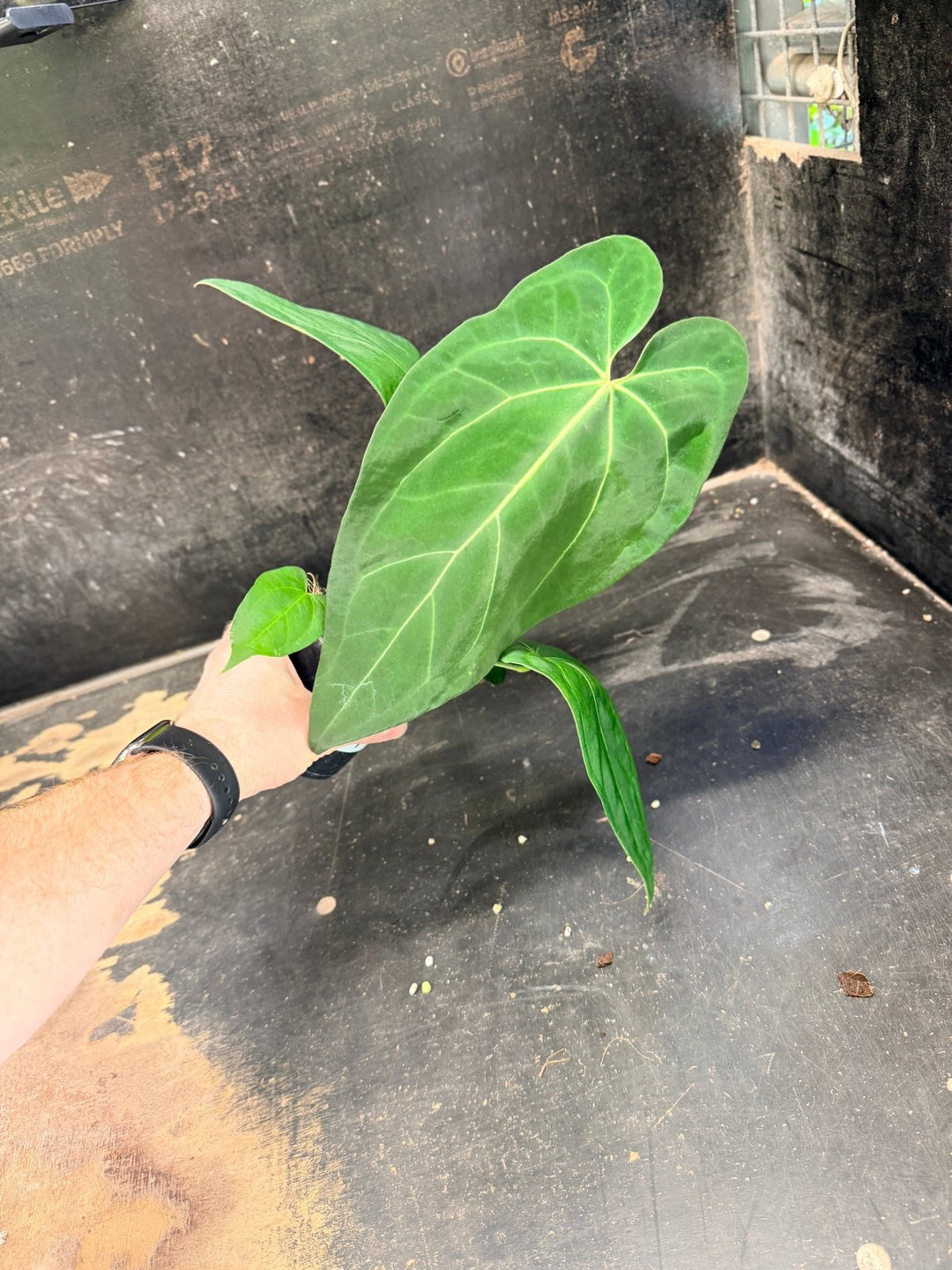 Handpicked 71 - Anthurium Pandurilaminum - 100mm Pot | Uprooted