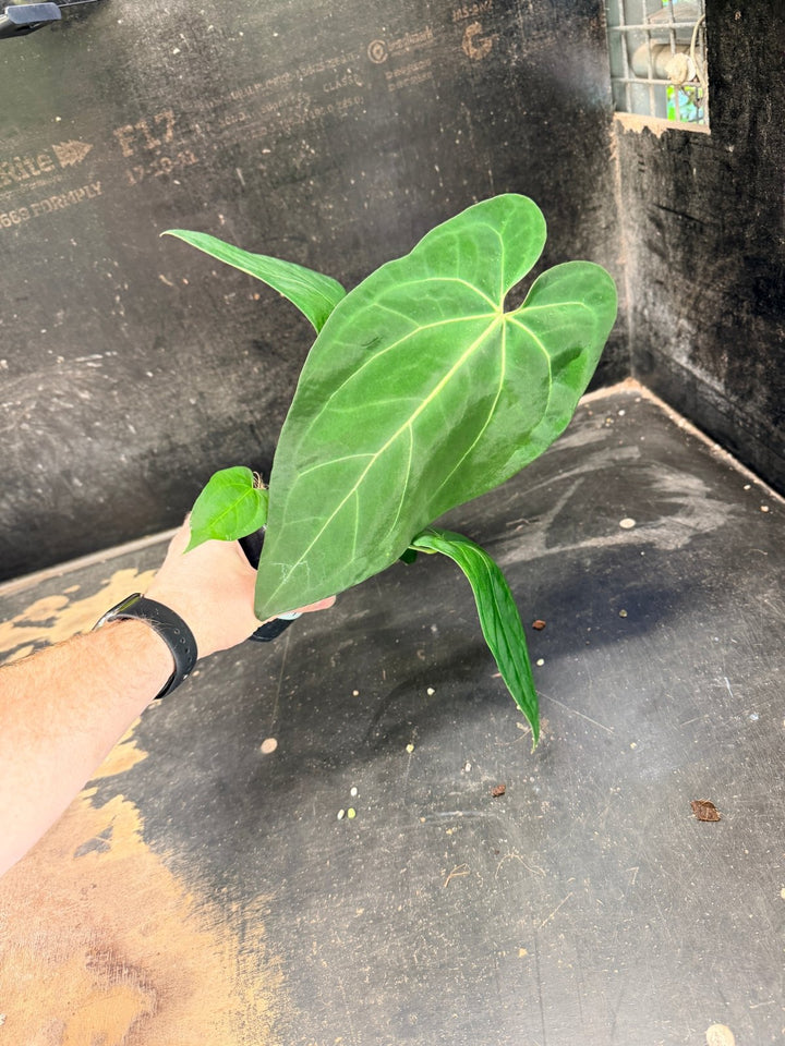 Handpicked 71 - Anthurium Pandurilaminum - 100mm Pot | Uprooted